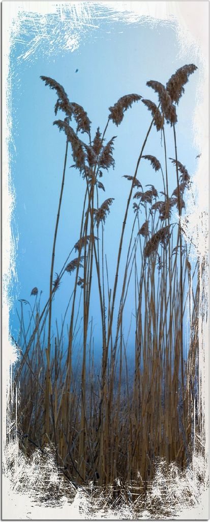 Wallario Kunstdrucke Wandbilder Holz in : Brillante Farben, Größe 50 x 125 cm Motiv Schilfrohr am See vor blauem Himmel