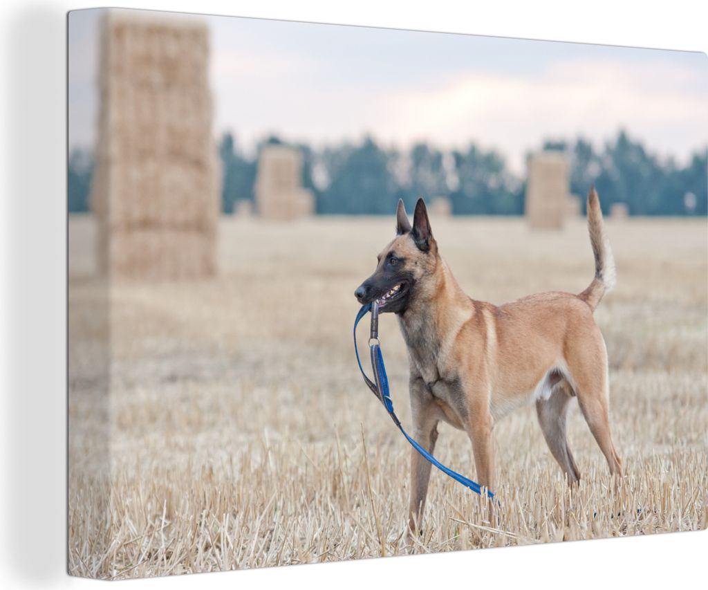 OneMillionCanvasses - Leinwandbilder - 140x90 cm, Ein Malinois-Schäferhund zwischen den Heuballen auf einer Wiese, Wandbilder Kunstdruck Wanddek...