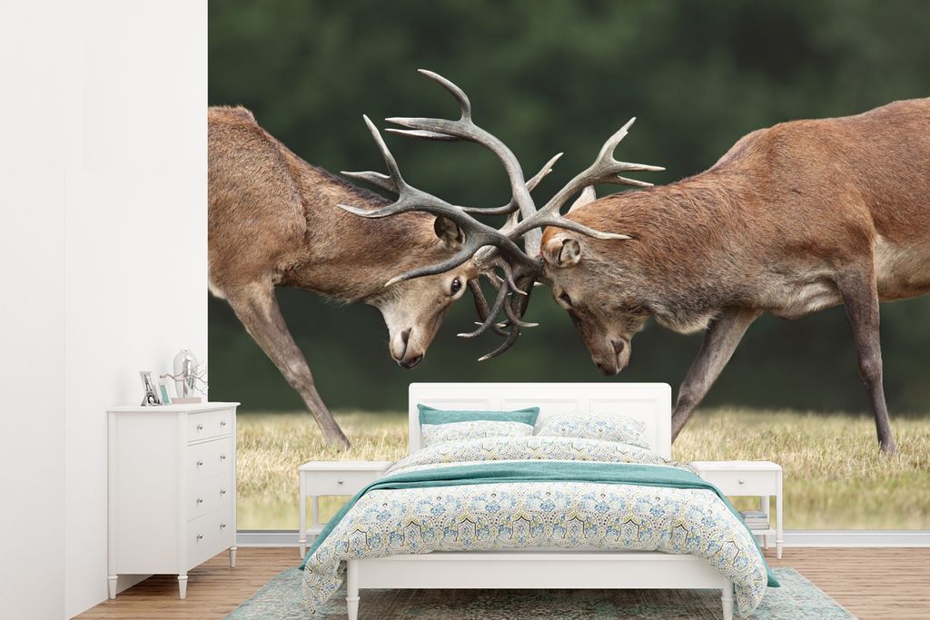 MuchoWow Fototapete für Wohnzimmer oder Schlafzimmer Wandtapete Vinyl Motivtapete Hirsche - Geweihe - Kämpfen - 385x280 cm - Wallpaper