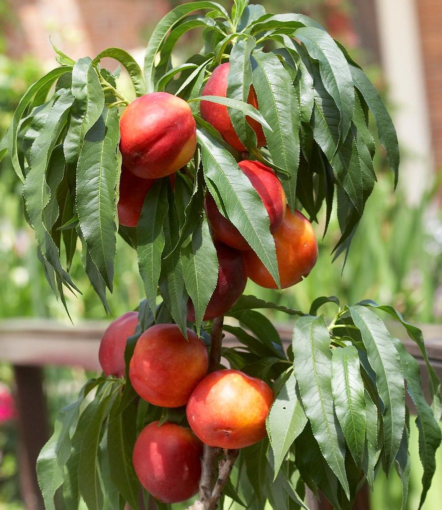 BALDUR Garten 1x Säulen-Nektarine 'Licecol®', Pflanze im 3 Produktbild 