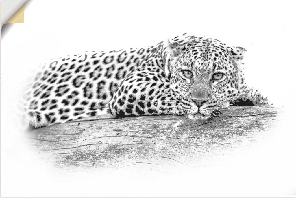 ARTland Wandbild, selbstklebend Leopard High Key Optik Größe: 60x40 cm