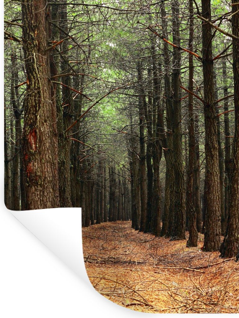 MuchoWow Wandtattoo Wandsticker Wandaufkleber Herbst - Dekoration - Wald 90x120 cm Selbstklebend und Repositionierbar - Faltenfrei