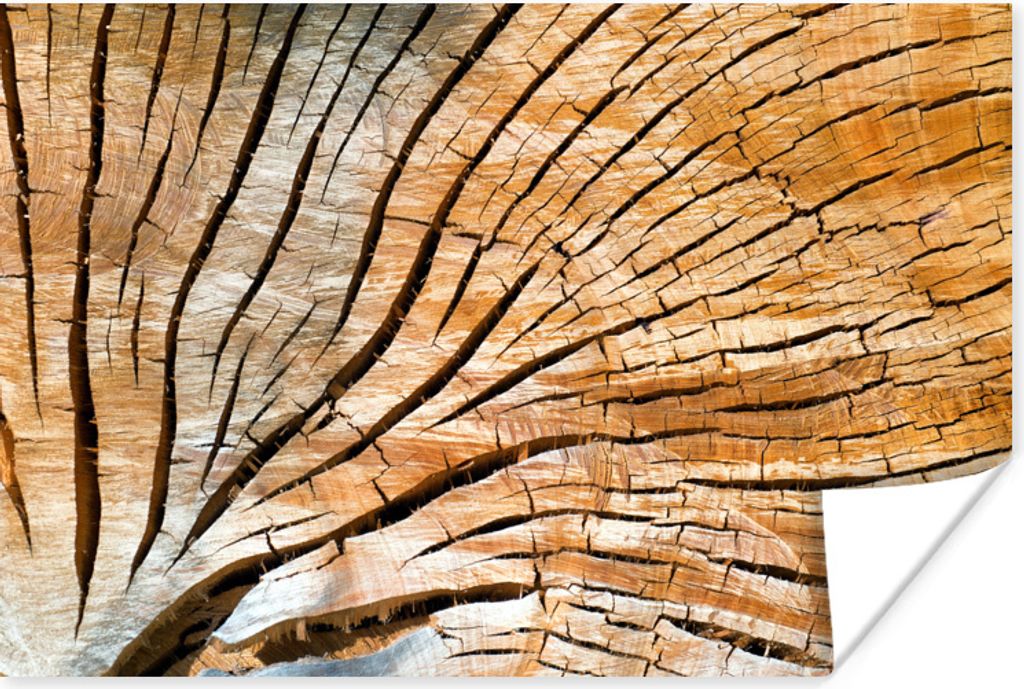 MuchoWow Poster Ein Querschnitt eines Baumstamms 60x40 cm - Schlafzimmerdekoration