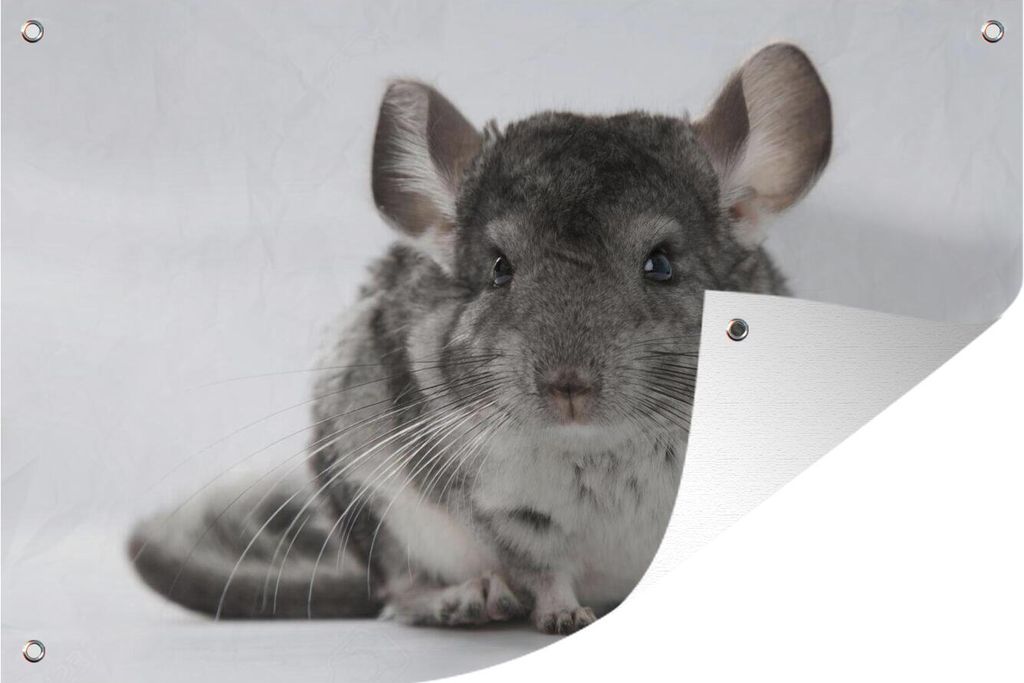 MuchoWow 120x80 cm Outdoor-Poster Gartendeko Sichtschutz Garten Poster für den Garten Ein Chinchilla auf weißem Hintergrund