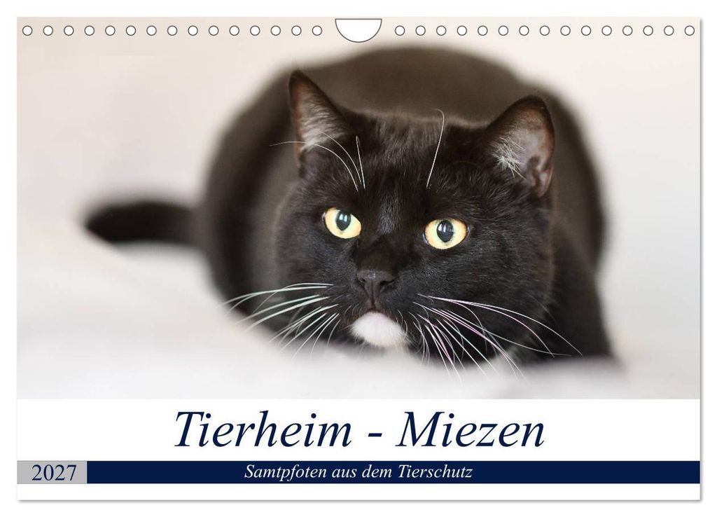 Tierheim - Miezen (Wandkalender 2027 DIN A4 quer), CALVENDO Monatskalender