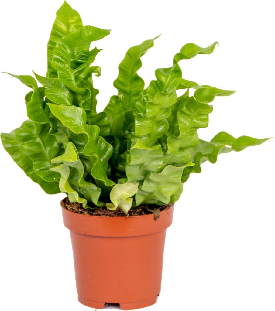 Bloomique - Asplenium Crispy Wave - Nestfarn - Produktbild 