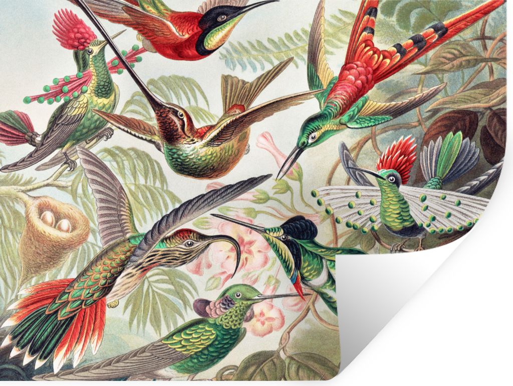 MuchoWow Wandtattoo Wandsticker Wandaufkleber Kolibri - Vintage - Ernst Haeckel - Vogel - Kunst - Natur 80x60 cm Selbstklebend und Repositionierb...