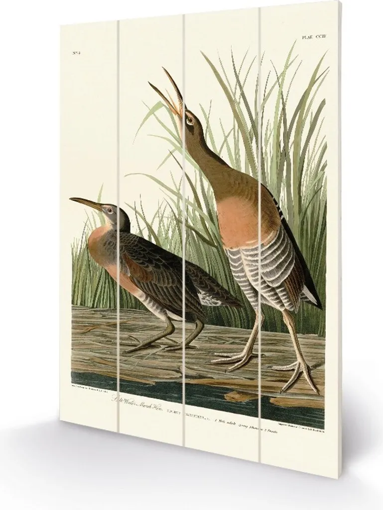 Quadro Vintage John James Audubon Gallina Salata 59x40 - Arte Natura