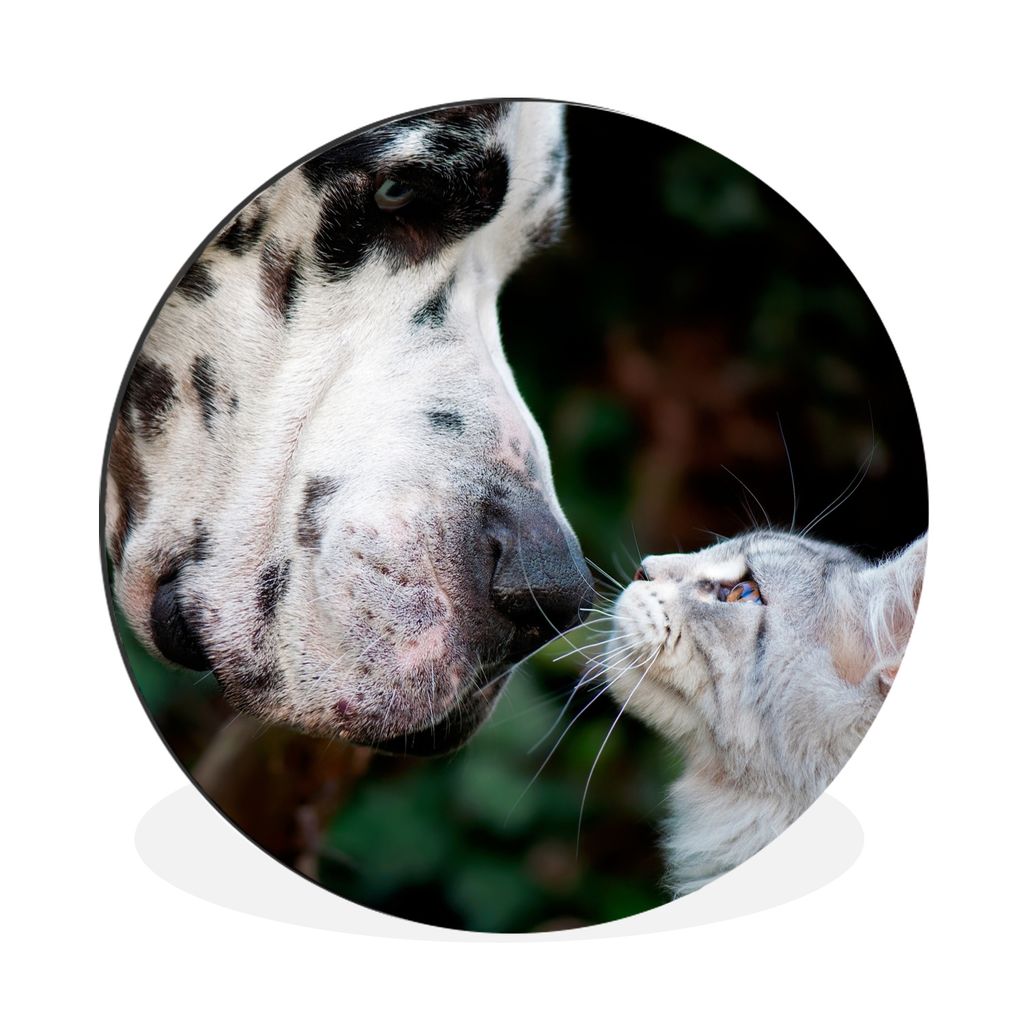 MuchoWow Aluminium Wandkreis Katze - Hund - Deutsche Dogge Ø 90 cm Wanddeko Modern Wohnzimmer - Mauerkreis - Wandbilder - Runde Bild - Bild aus ...