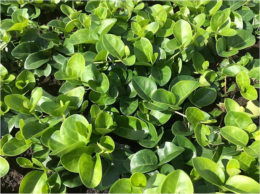 Stauden Gänge 50 x Vinca minor 'Grüner Teppich' - Kleines Immergrün - Blüht nicht - sehr pflegeleicht - Bodendecker - Immergrün - Mehrjährig