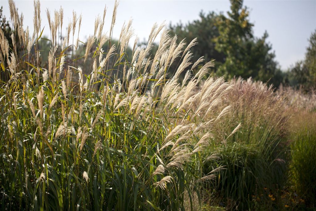 Miscanthus sinensis 'Silberturm', Chinaschilf, ca. 11x11 cm Topf