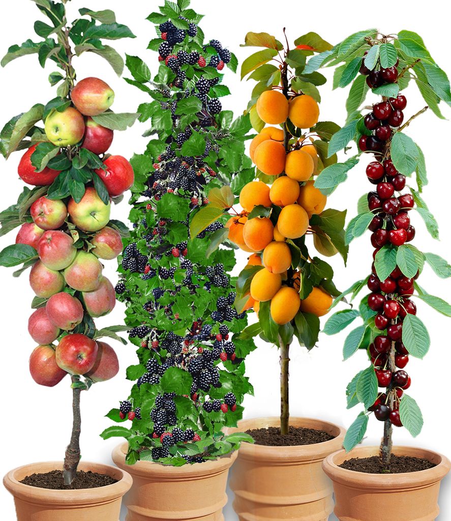 Four potted fruit trees, each bearing different types of fruit, are displayed against a white background.