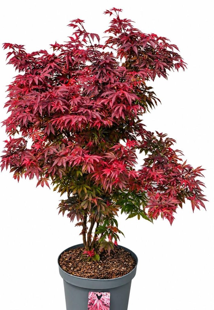 Roter Fächerahorn Acer Palmatum Shaina 60 - 80 cm Ahorn Produktbild 
