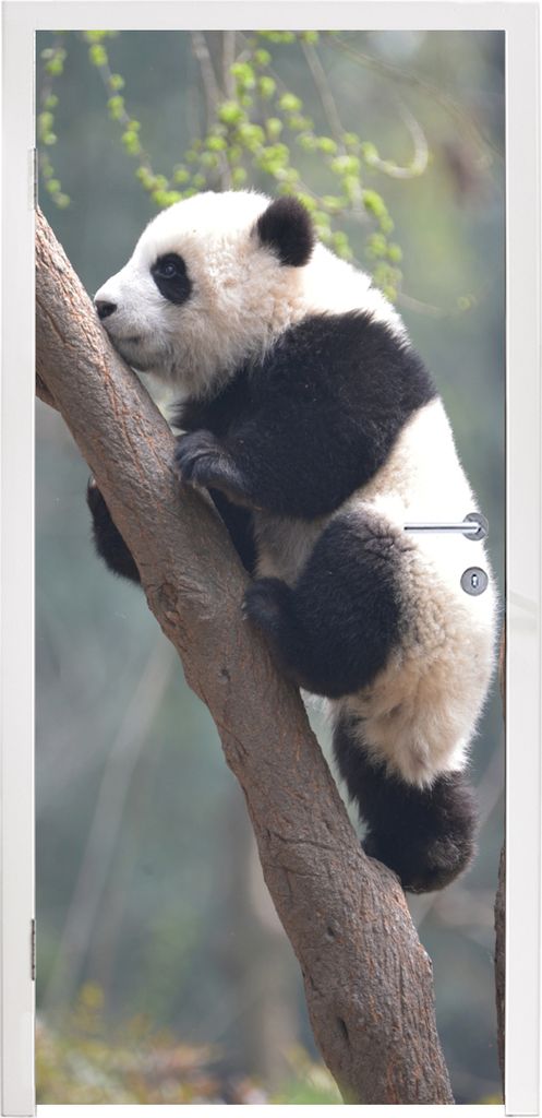 MuchoWow Türtapete Selbstklebende Türfolie Panda - Tier - Baum 80x205 cm Türposter Türaufkleber Klebefolie Türklebefolie - Fototapete - XXL-...
