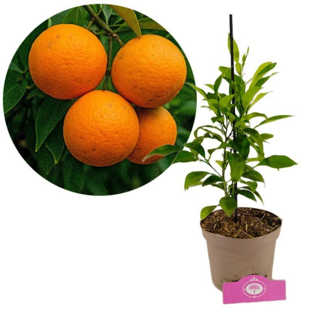 A collage showing oranges on a branch and a potted orange tree.