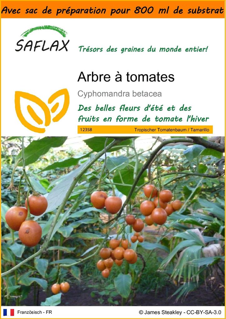 SAFLAX Garden in the bag - Arbre à tomates - 50 graines - Image du produit 