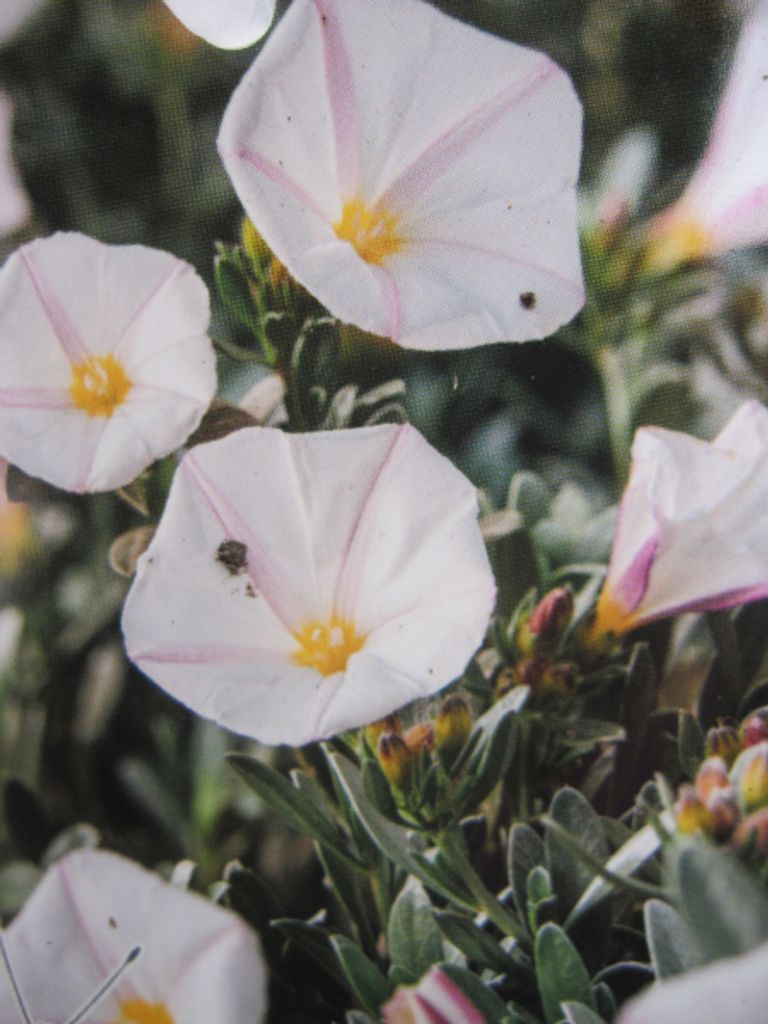 Silberwinde White Sensation - Convolvulus cneorum White Sensation - 25-30cm