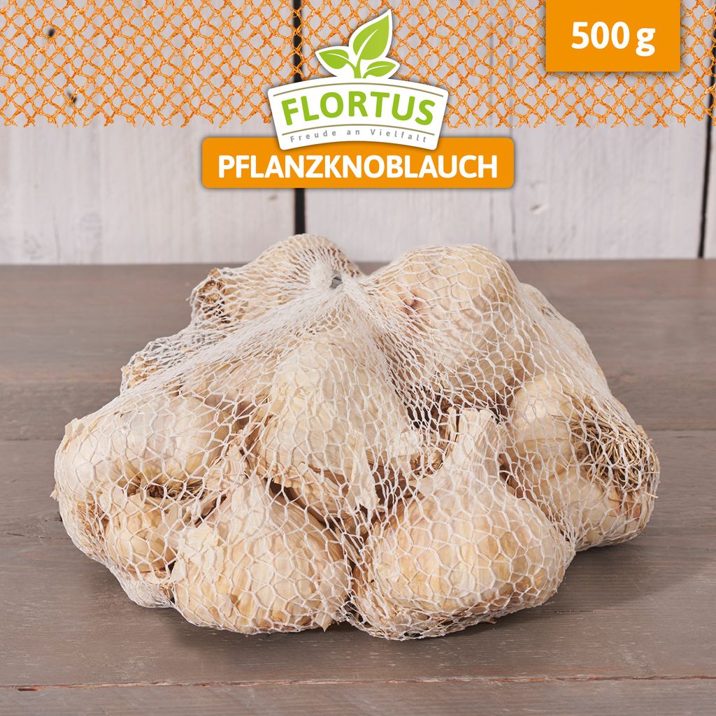 Artikelbild 5 von 'Winterpflanzknoblauch Messidrome' aus der Kategorie Winterpflanzknoblauch