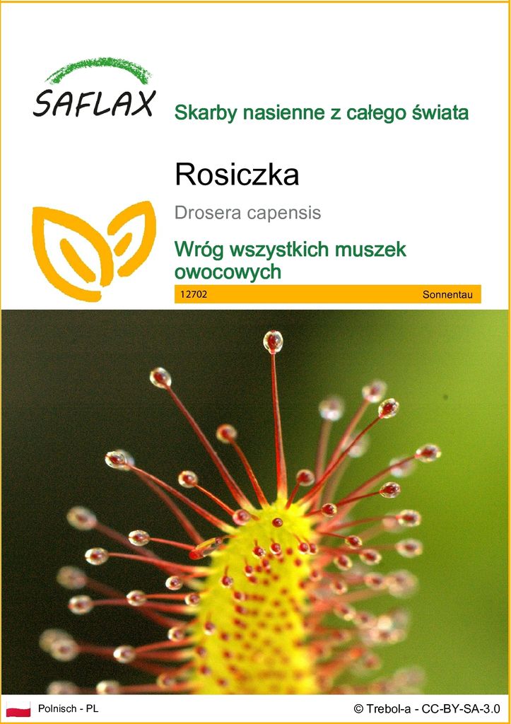 SAFLAX - Rosiczka - 200 Nasiona - Drosera capensis Zdjęcie produktu 