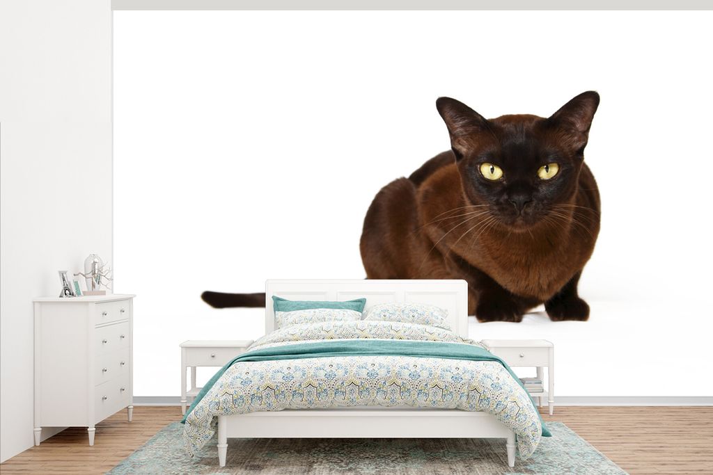 MuchoWow Fototapete für Wohnzimmer oder Schlafzimmer Wandtapete Vinyl Motivtapete Dunkle birmanische Katze auf weißem Hintergrund - 375x240 cm ...