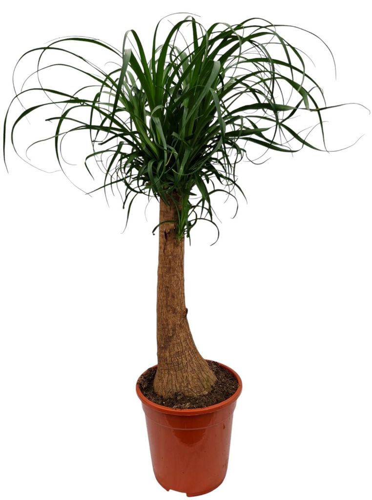 Elefantenfuß 80-100 cm Beaucarnea recurvata Flaschenbaum Wasserpalme Zimmerpflanze