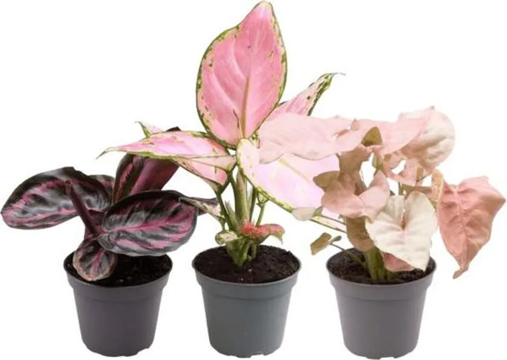 Assortiment 3 plantes d'intérieur : Aglaonema et Calathea sans souci