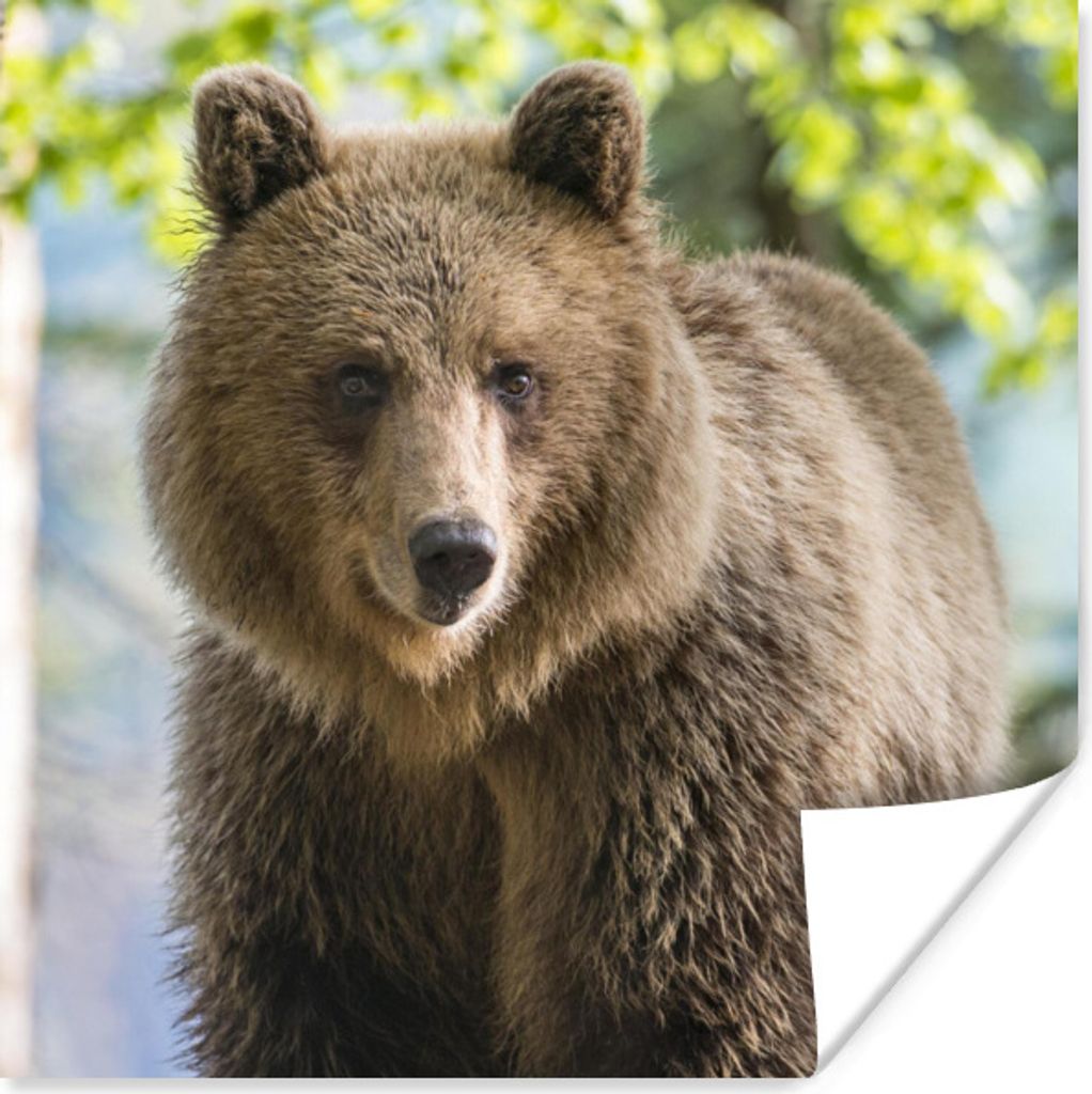 MuchoWow Poster Bär - Braun - Wald 30x30 cm - Wandposter - Printing