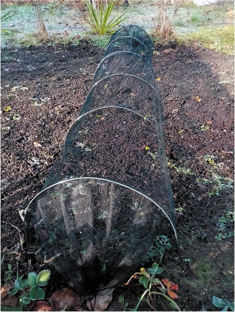 A garden tunnel made of mesh and metal hoops is set up over a garden bed.