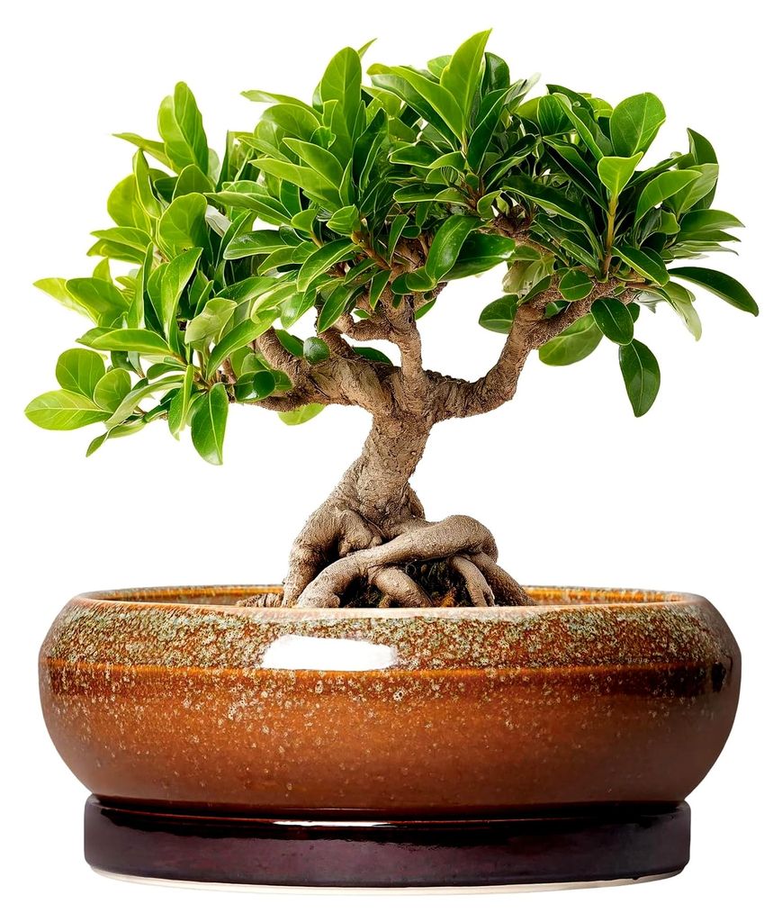 Bonsai-Baumtöpfe – 20,3 cm Keramik-Übertopf für Innen- und Außenbereich, Bonsai-Töpfe mit Ablaufloch und Untersetzer, flache Blumentöpfe, r...