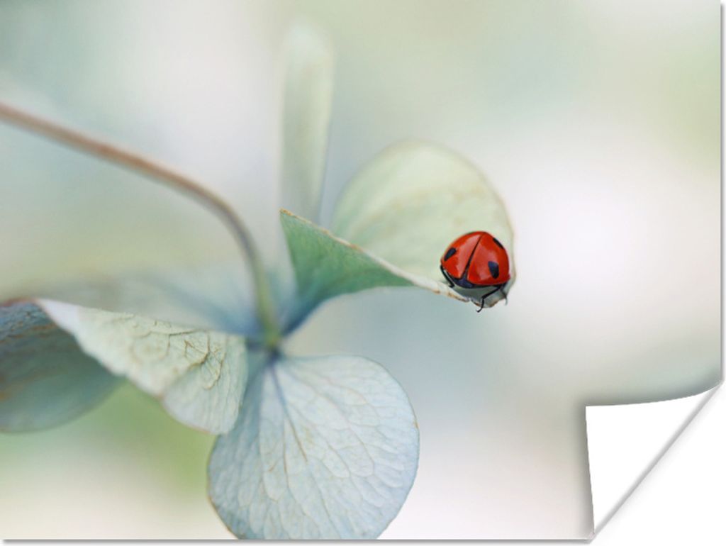 MuchoWow Poster Hortensie - Blumen - Marienkäfer 120x90 cm - Wandbild
