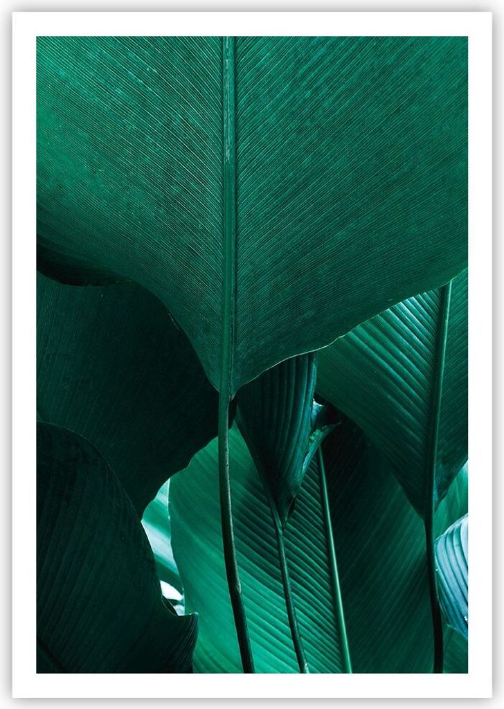 Poster - Poster ohne Rahmen - Blätter Palmen Banane - 70x100 cm - Wand Bild - Wanddeko - Wandbilder - Kunstposter - Wandposter - Bilder - Kunstdru...