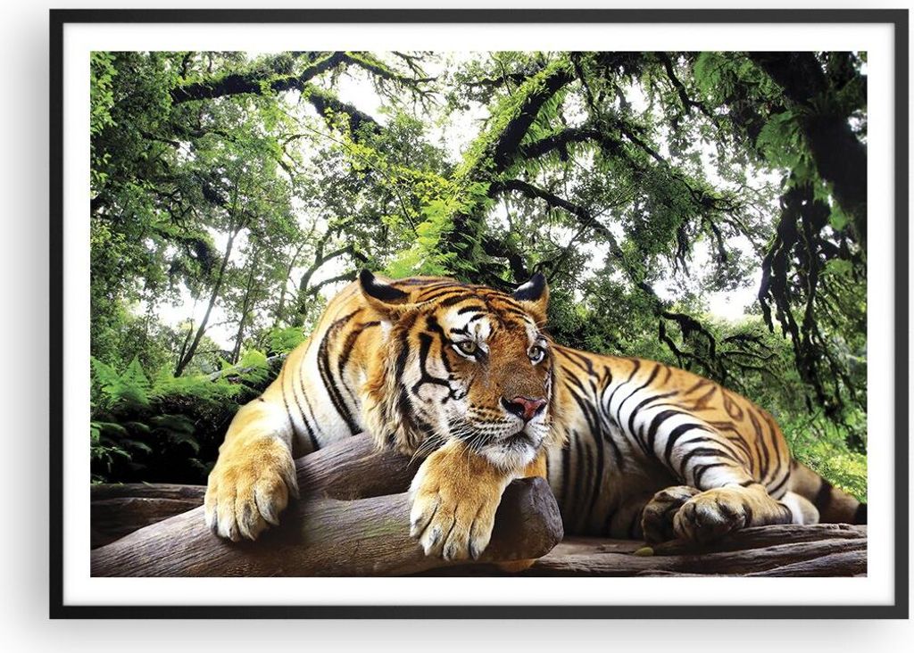 Gerahmtes Poster - Schwarzer Rahmen - Tiger Dschungel Ruhe - 100x70 cm - Wand Bild - Wanddeko - Wandbilder - Kunstposter - Wandposter - Bilderrahme...