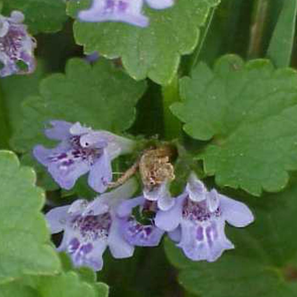 6 x Gundermann - Glechoma hederacea  | Topf 9cm x 9cm Produktbild 