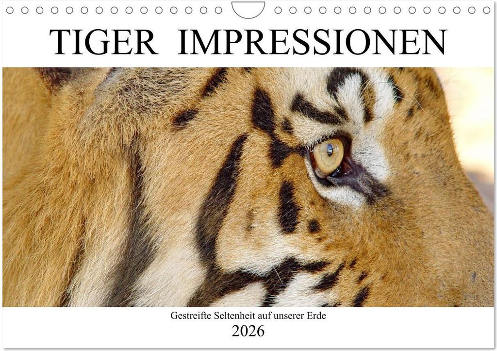 TIGER IMPRESSIONEN Gestreifte Seltenheit auf unserer Erde (Wandkalender 2026 DIN A4 quer), CALVENDO Monatskalender