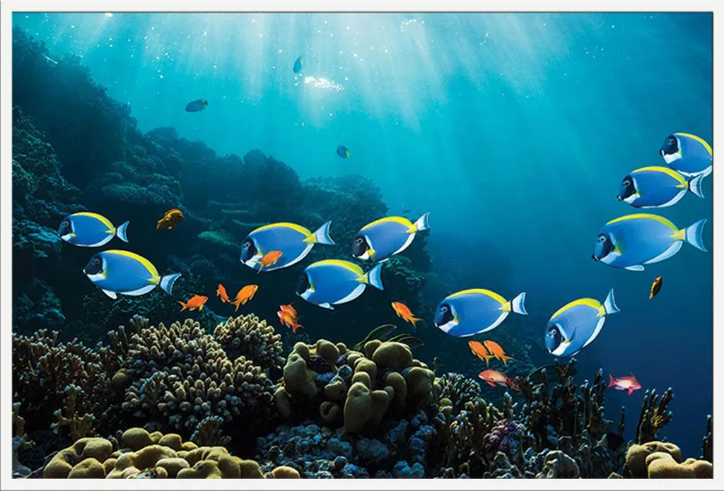 Poster Poissons Sea Life avec cadre blanc Shinsuke et vitre acrylique
