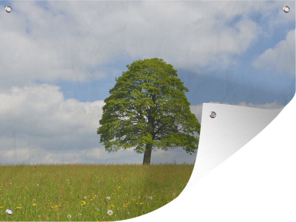MuchoWow 80x60 cm Outdoor-Poster Gartendeko Sichtschutz Garten Poster für den Garten Ein Ahornbaum in Deutschland im Frühling