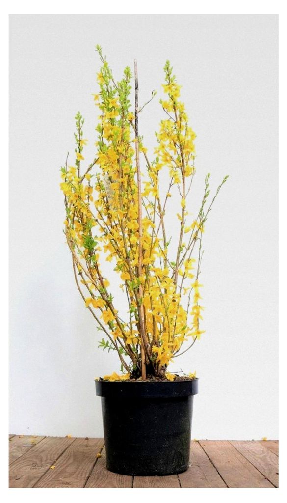Forsythie x intermedia 'Lynwood' 60–80 cm – Winterhart, mehrjährig, pflegeleicht – Goldglöckchen – Heckenpflanze für Garten und Sichtschutz
