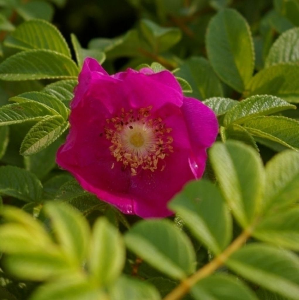 Wildrose - Rosa rugosa - rosa - Duft++ - Kartoffelrose - Apfelrose - Japanrose - Hagebutte