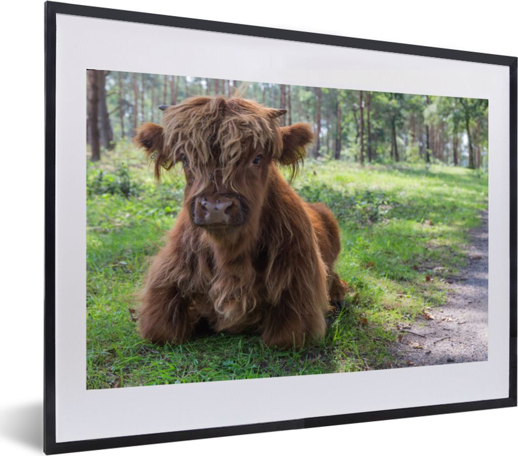MuchoWow MuchoWow Gerahmtes Poster Schottisches Hochlandrind - Kröte - Tiere 60x40 cm - Poster mit zchwarzem Bilderrahmen - Schlafzimmer - Pla...