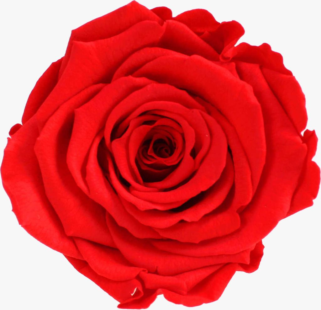 Infinity Rose XL Ø6-7cm konserviert stabilisiert haltbar Rosenkopf ewige Blüte Lachs (ora03)