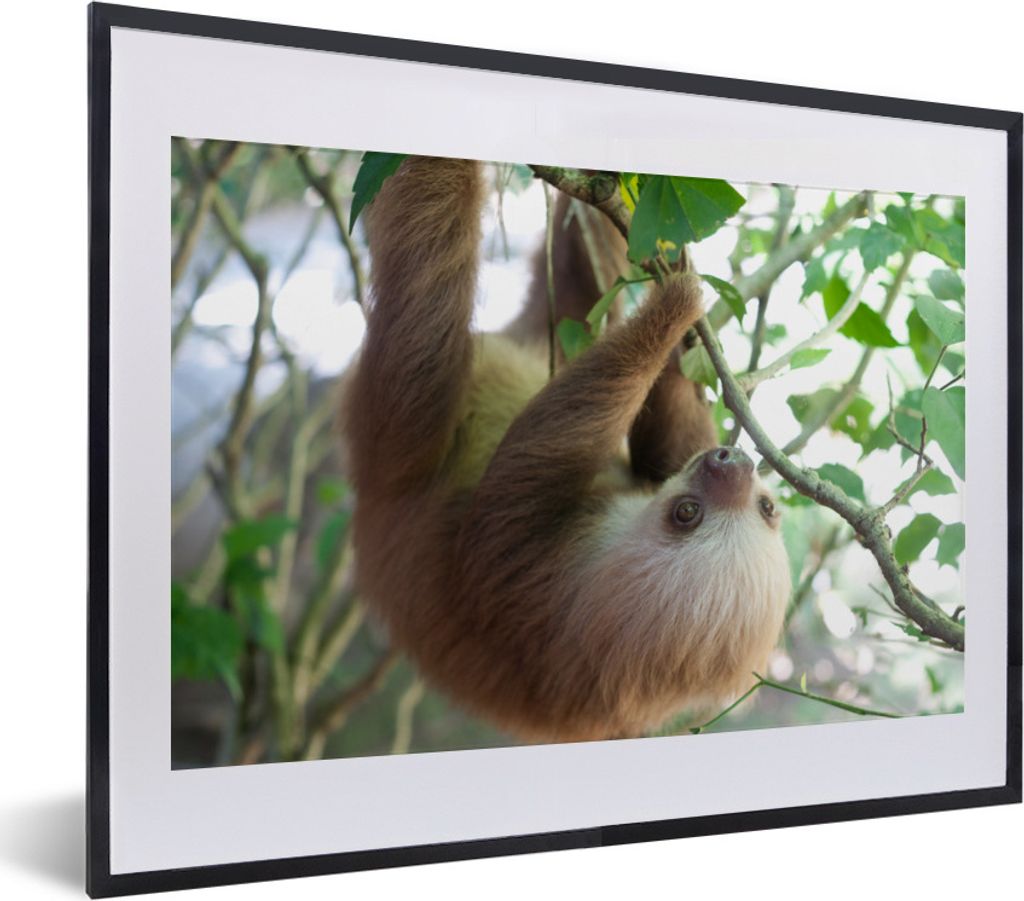 MuchoWow Gerahmtes Poster Baby Faultier 40x30 cm - Poster mit Schwarzem Bilderrahmen Wandposter Rahmen Foto Bilder - Bilderrahmen - Poster im Rahmen