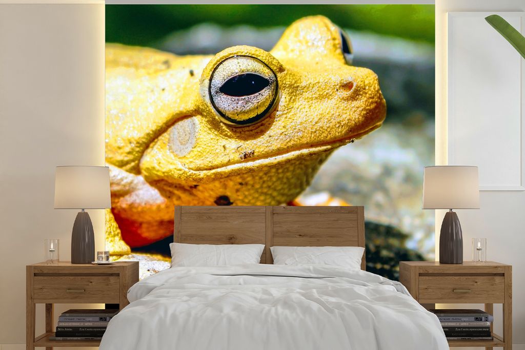 MuchoWow Fototapete für Wohnzimmer oder Schlafzimmer Wandtapete Vinyl Motivtapete Gelber Frosch auf dem Boden sitzend - 350x350 cm - Schlafzimme...