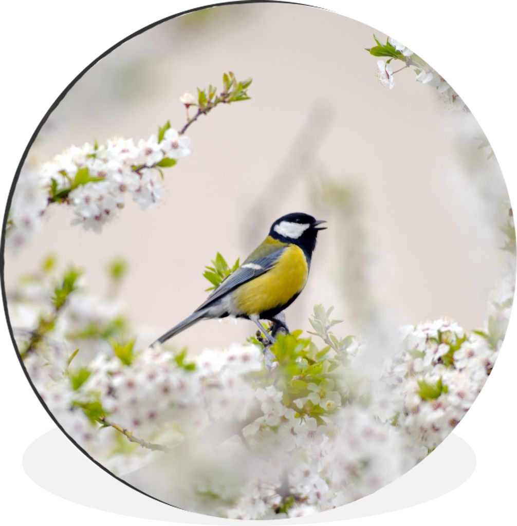 MuchoWow Aluminium Wandkreis Vogel - Kohlmeise - Blumen - Blütenbaum Ø 30 cm Wanddeko Modern Wohnzimmer - Wand Bild - Wohnzimmer - Runde Bilder...