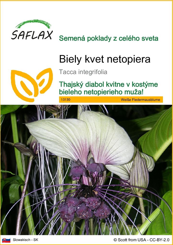 SAFLAX - Biely kvet netopiera - Tacca integrifolia - 10 Obrázok produktu 