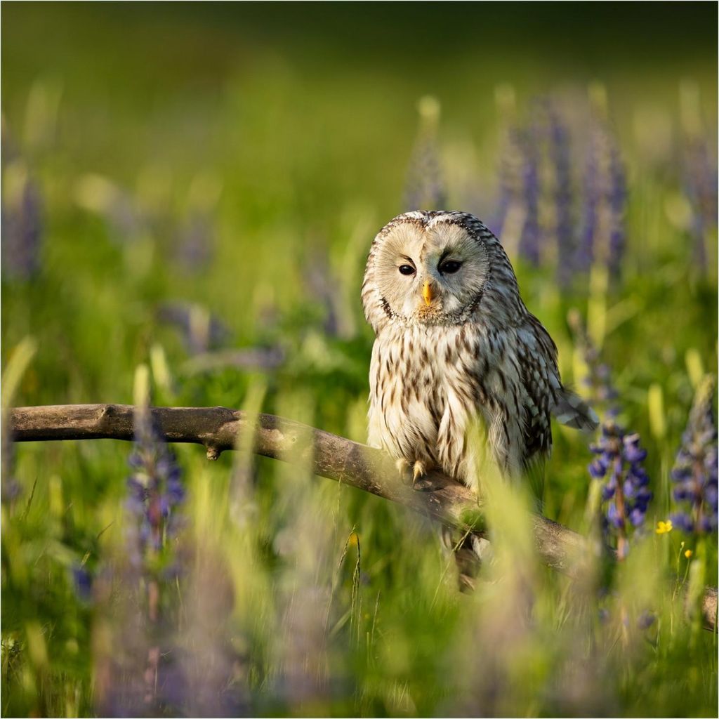 Wallario Premium Glasbild, freischwebende Optik, kräftige Farben, Größe 50 x 50 cm Motiv Kauz im Blütenmeer