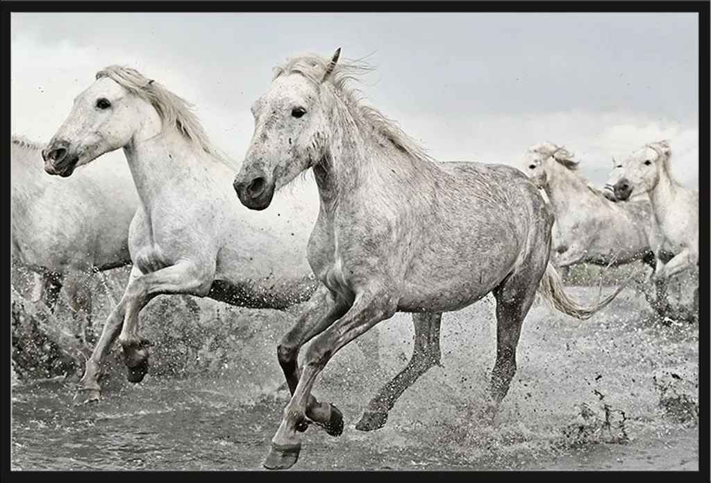 Affiche White Horse avec Cadre Shinsuke® Maxi Noir et Vitre Acrylique
