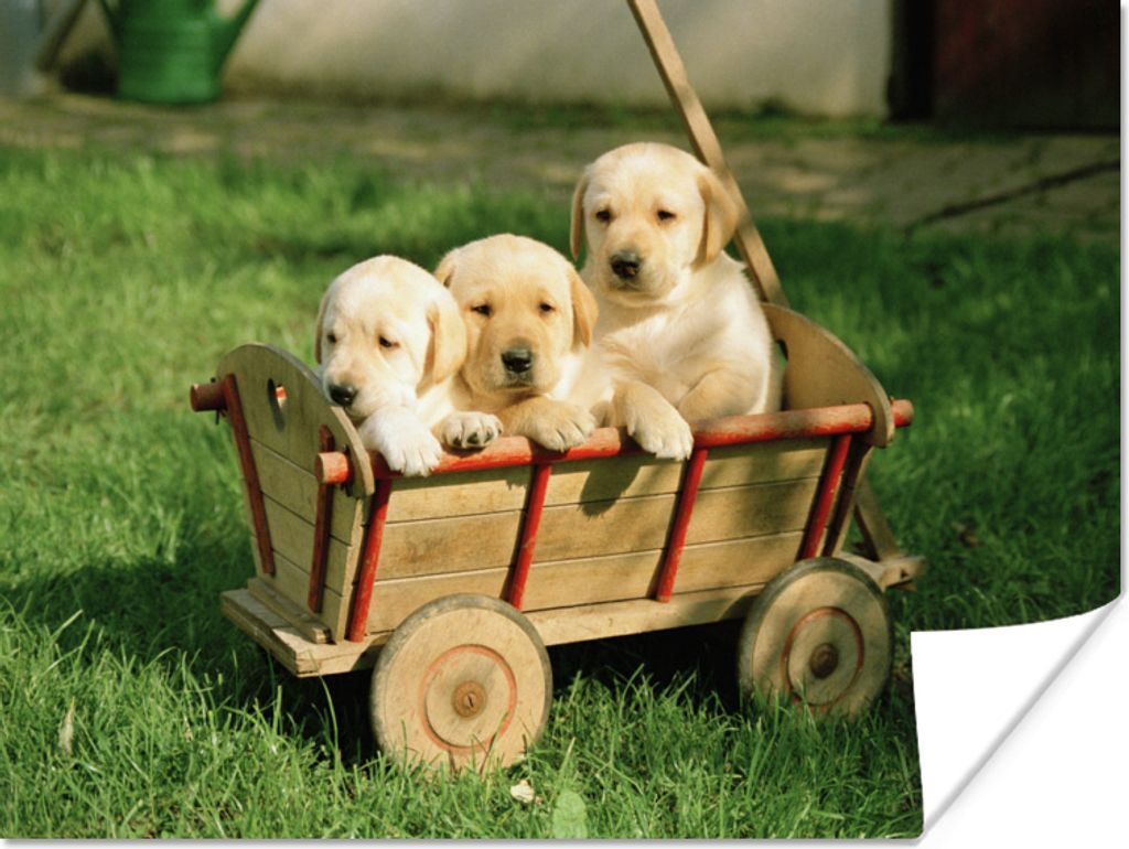 MuchoWow Poster Drei entzückende Golden Retriever Welpen in einem Wagen 40x30 cm - Plakate für die Wände - Poster Wohnzimmer