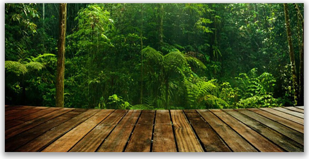 Glasbilder 120x60 Wandbild Druck auf Glas Wald Natur