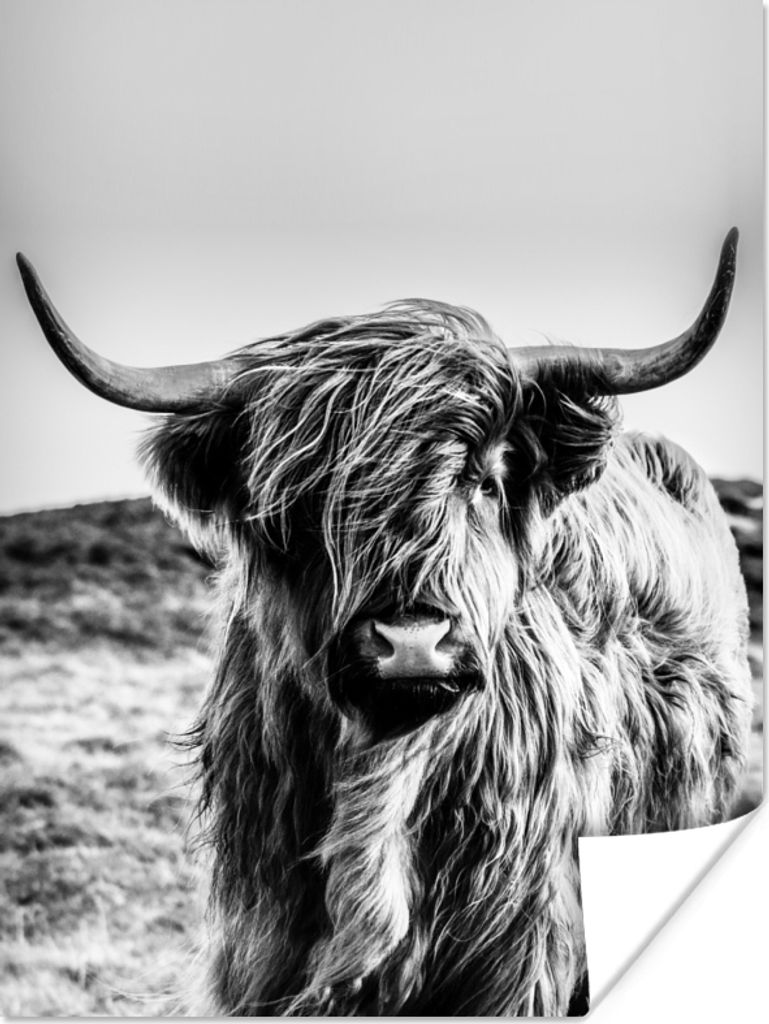 MuchoWow Poster Kuh - Schottischer Hochländer - Schwarz - Weiß - Tier - Natur - Wildtiere 60x80 cm - Schlafzimmer Dekoration