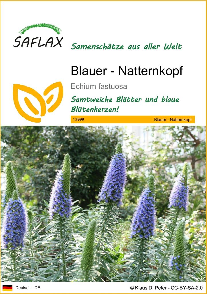 SAFLAX - Blauer - Natternkopf - Echium fastuosa - 100 Samen Produktbild 